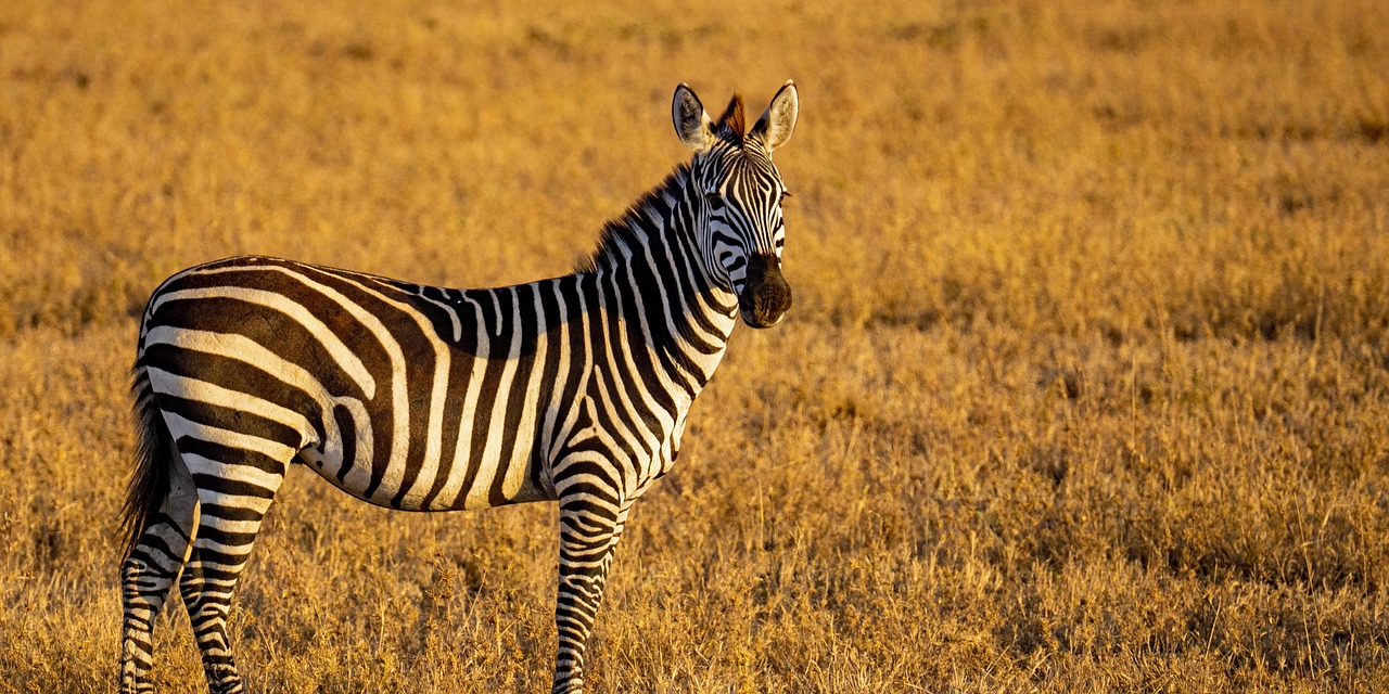 Arusha National Park Day Trip
