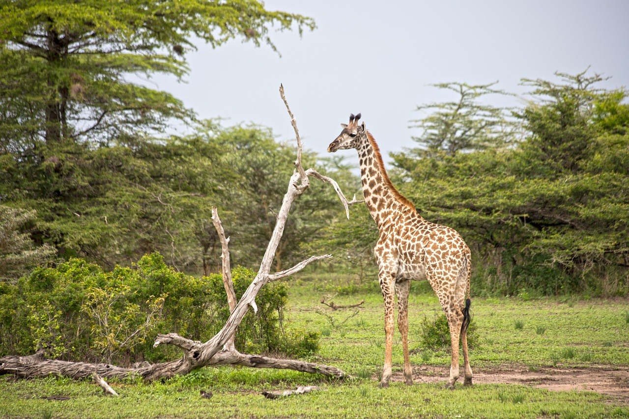 Lake Manyara Day Trip