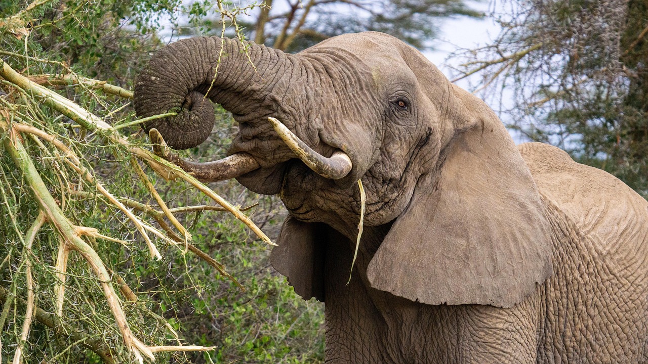 Tarangire Day Trip
