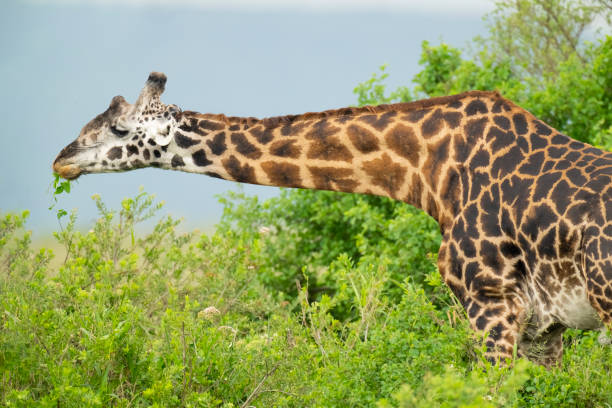 2 Day Private Safari