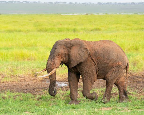 3 Day Private Safari