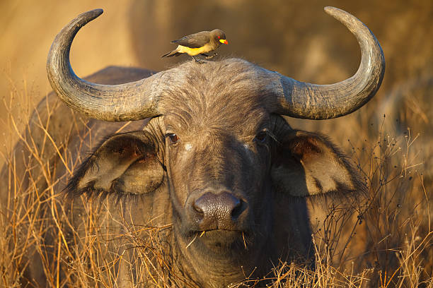 4 Day Private Safari