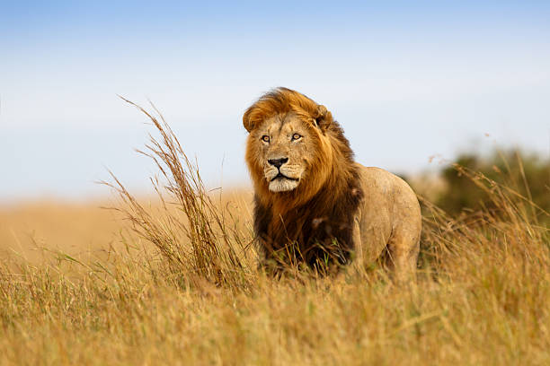 5 Day Private Safari