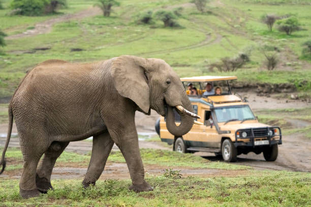 6 Day Private Safari